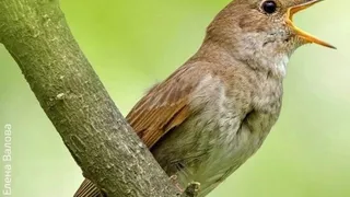 Для жителей Владимирской области проведут «Соловьиные вечера»