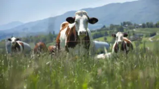 В Чувашии на 3 процента упало производство мяса