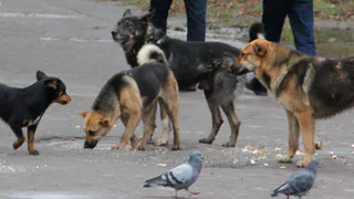 Бродячие собаки, на которых жаловалась рязанка, будут отловлены