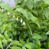 27 мая Коми ждет дождливый и прохладный день