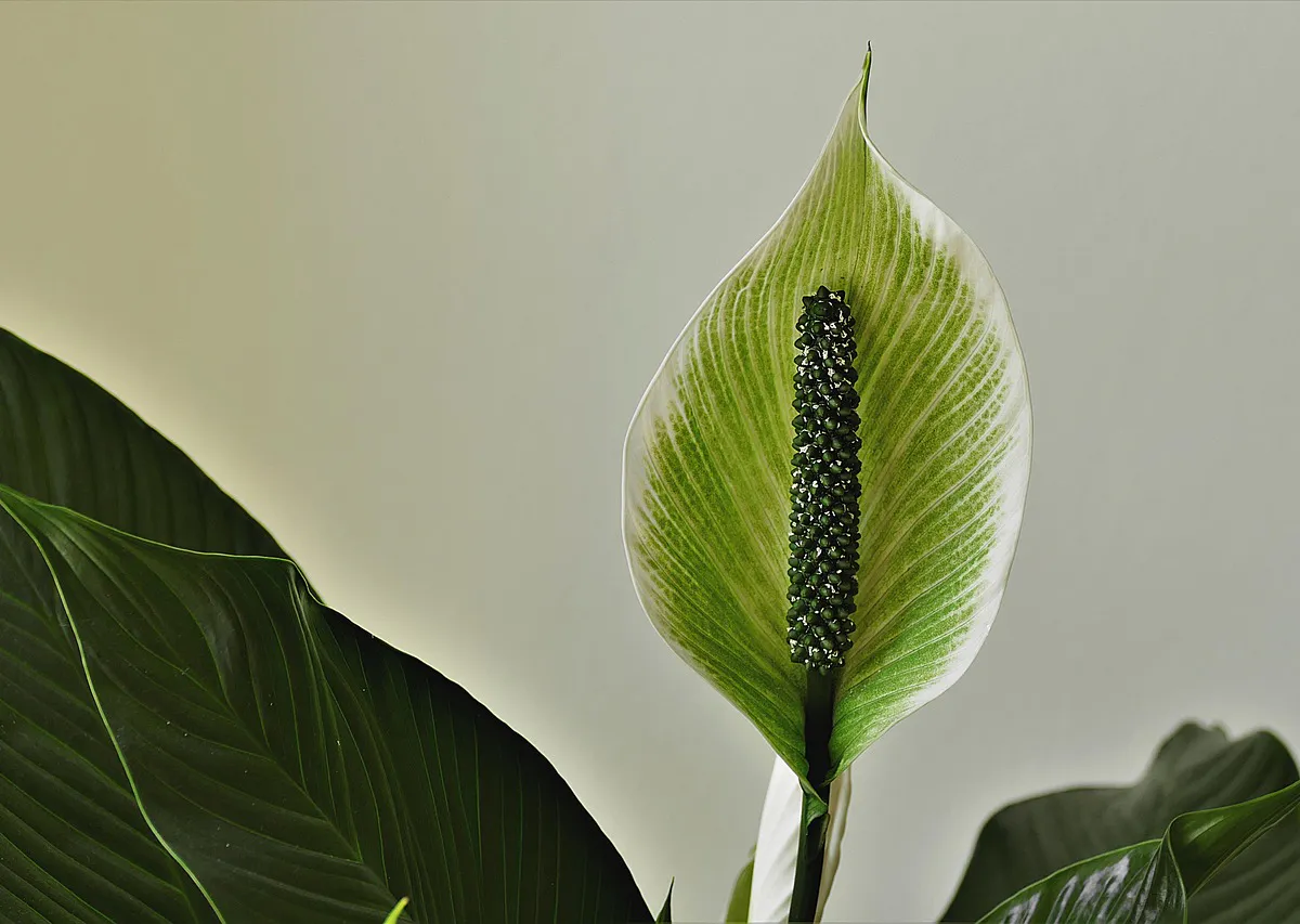 В марте спатифиллум только этого и хочет: 1 гр. на 1 литр — и цветоносы будут лезть без остановки