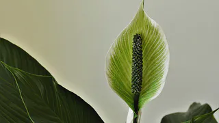 В марте спатифиллум только этого и хочет: 1 гр. на 1 литр — и цветоносы будут лезть без остановки