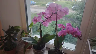 Лью в горшок в июле — и фиалка становится неотразимой: цветёт так, словно на показ готовится — бутонизация будет эталонной