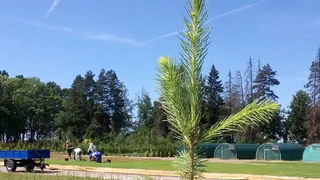 Во Владимирской области начали посадку леса на площади 3000 гектаров