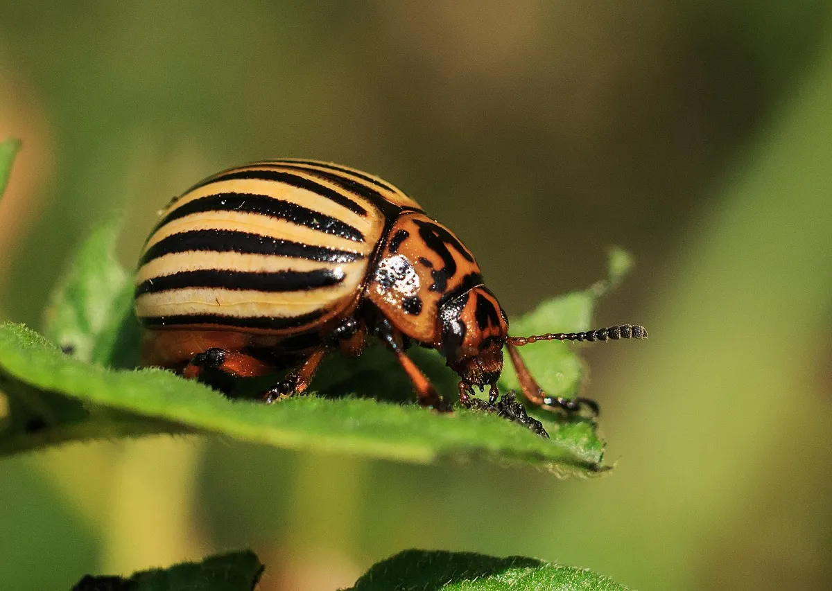 2 ст. ложки в ведро – и обработали картошку перед посадкой: эксперт рассказал как отпугнуть колорадского жука