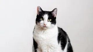 Чебоксарка хотела отправить в другой регион кота, перевела деньги "курьеру", но наткнулась на мошенника