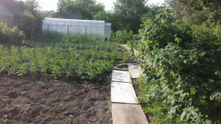 Каким будет лето 2025 после аномально теплой зимы: эксперты рассказали, к чему нужно подготовиться садоводам