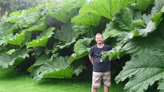 Приметы и запреты на 12 августа: не нарвитесь на лопух