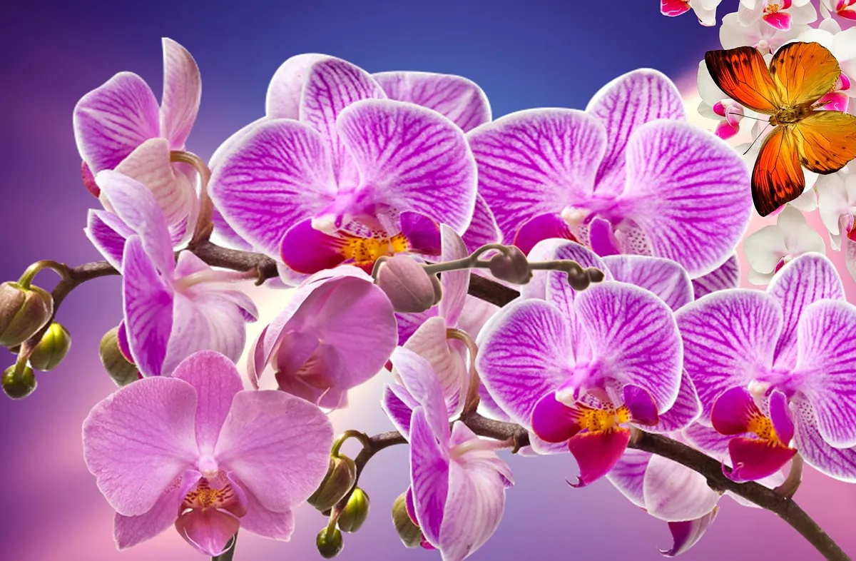 Всего 1 пакетик в горшок – и орхидея зацветет, как бешеная: даже самый чахлый фаленопсис оживет на глазах