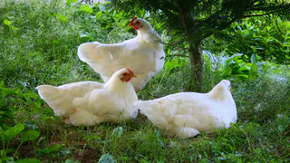 Вместо обычной воды даем курицам это: молодки несутся как бешеные — каждая по 7 яиц 