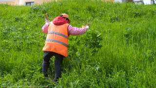 Борьба с опасным растением: в Рязани уничтожают борщевик