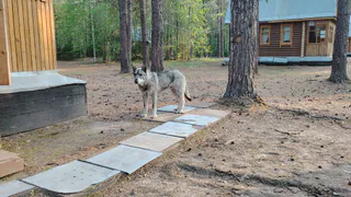 Кинологи раскрыли, кого на самом деле кусают собаки?