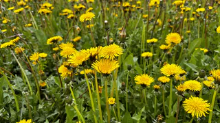 Челябинскую область ожидает весеннее потепление: от туманов до +20 градусов