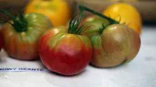 Пять лучших сортов томатов для идеального урожая