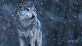 Рязанский волк съел 10 кур на садовом участке