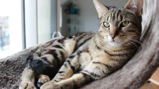 Не 1 и не 3 раза: сколько раз в день необходимо кормить кошку - запомните навсегда