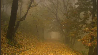 Утром 9 ноября жителей Рязани предупредили о тумане