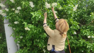 Россияне могут отправиться в тюрьму из-за пионов и сирени