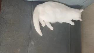 Как убрать шерсть питомцев с дивана и штор — лайфхак от хитроумных хозяек: вы удивитесь