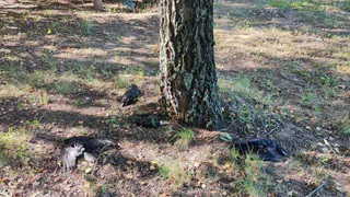 В Рязани наблюдается массовая гибель птиц