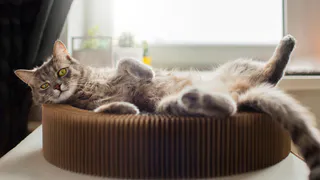 Как кошка выбирает себе любимого человека в семье - обязан знать каждый владелец