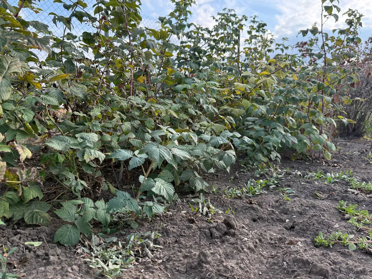 Как правильно обрезать малину, чтобы не сгубить ее: 2 фатальные ошибки совершают даже дачники с опытом