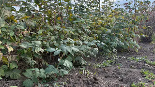 Как правильно обрезать малину, чтобы не сгубить ее: 2 фатальные ошибки совершают даже дачники с опытом

