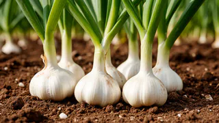 Чеснок в мае умоляет из последних сил о помощи: три простых подкормки для богатого урожая