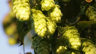 Четвертый фестиваль пива пройдёт в Чувашии