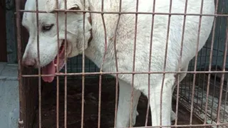 В Рязанском районе за сентябрь 2023 года отловили 17 бездомных собак