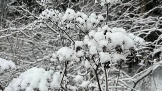 В Коми 15 декабря сохранится морозная погода с небольшим снегом