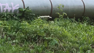 Осторожно! Борщевик Сосновского добрался до центра Владимира