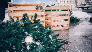 Спилить нельзя, штраф - рязанцев предупредили о запрете на вырубку елей