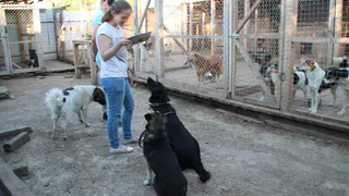 Город бездомных животных: как выживает частный приют