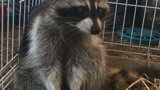 Управляющий контактного зоопарка в Рязани: Сделаю из животных шашлык и скормлю прохожим