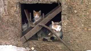 Сыктывкарские коммунальщики не оставляют шанса бездомным животным