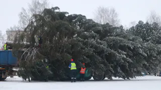 Главную новогоднюю елку в Коми привезут на Стефановскую площадь 5 декабря