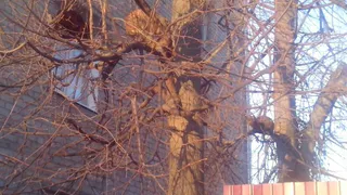 Народное фото - Коты прилетели