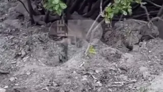 В центре Рязани на видео засняли полчища крыс