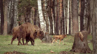 Начинается на "Ме": у зубренка в Окском заповеднике появилось имя