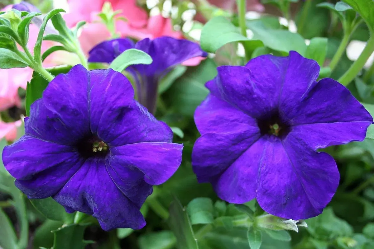 Выращивать петунью из семян – и не покупать рассаду: вот что для этого нужно – дармовой метод