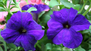 Выращивать петунью из семян – и не покупать рассаду: вот что для этого нужно – дармовой метод