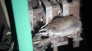 Крыса едва не устроила пожар в рязанской многоэтажке