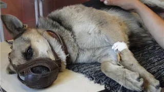 В Рязани начали травить собак