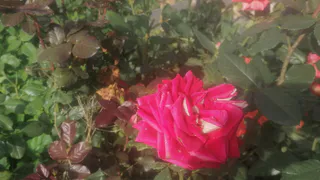 При появлении первых листочков розам — обязательно: 2 лопаты под куст — и цветы будут расти как бешеные