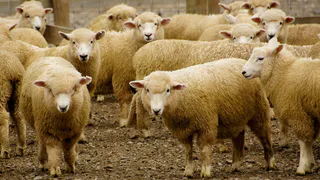 В Нижнекамском районе построят забойный цех