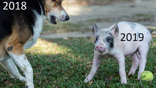 Мы по-настоящему заморочились и выяснили, можно ли есть свинью на этот Новый Год