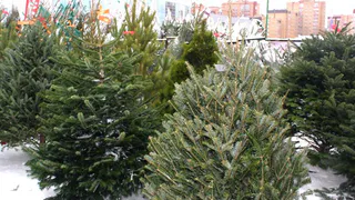 В Рязани открываются новогодние елочные базары: Адреса