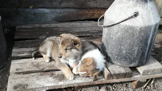Под Рязанью девушка нашла десять замерзающих щенят