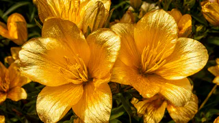 Не мусор, а чистое золото: посыпьте банан солью – спатифиллум и замиокулькас попрут как танки